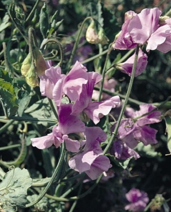 Picture of Sweet Pea - Karen Louise